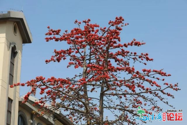 谦乡秋色锁没有住！珠海那份赏花指北请支好