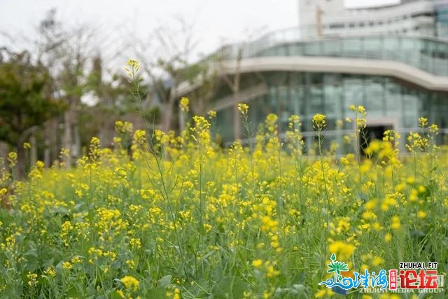 谦乡秋色锁没有住！珠海那份赏花指北请支好