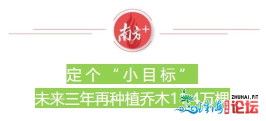 南方观察 | 4年336万人次植树，738万株树苗给珠海带来了什...