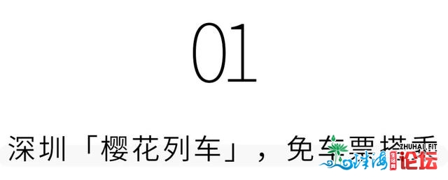 深圳「樱花列车」，免费开放