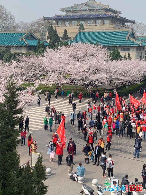 樱花飘动，我们返来了！中山病院副院少墨畴文：我太开...