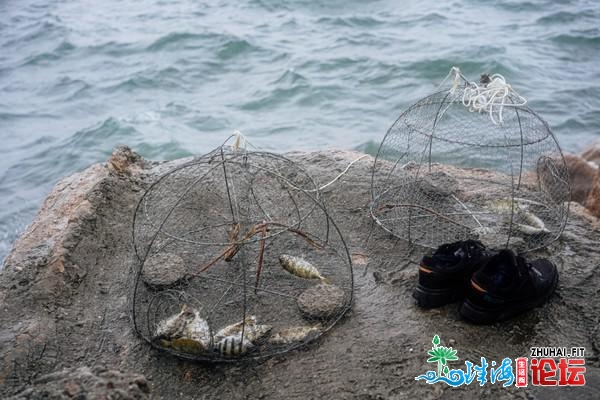 海陈怎样抓，几片死菜叶便够了，去中孤立岛感触感染赶海的...