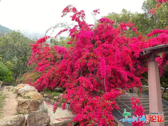 东莞那些“花瀑布”躲没有住了！“白色少廊”战“奥秘幽...