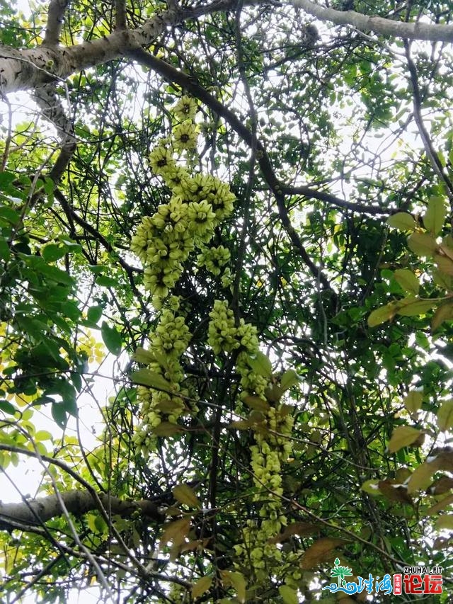 东莞那些“花瀑布”躲没有住了！“白色少廊”战“奥秘幽...