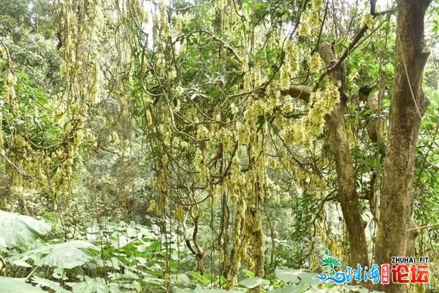 东莞那些“花瀑布”躲没有住了！“白色少廊”战“奥秘幽...