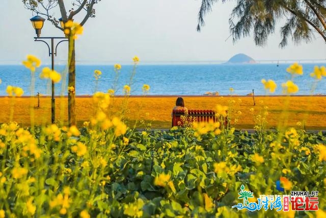 白的、粉的、黄的…珠海一年夜波“花海”，便正在家门心！