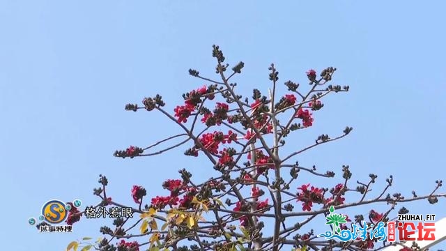 新晋照相挨卡面！广州那片没有为人知的木棉花海，人少景...