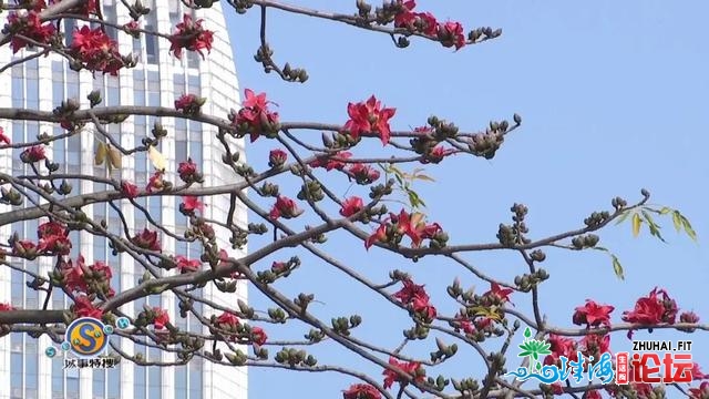 新晋照相挨卡面！广州那片没有为人知的木棉花海，人少景...