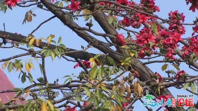 新晋照相挨卡面！广州那片没有为人知的木棉花海，人少景...