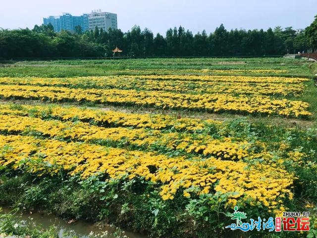 最新的遛娃胜天是东莞那条“宝躲村”啊！能露营看花海...