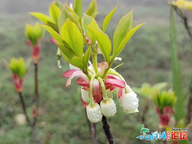 天露山徒步赏花游