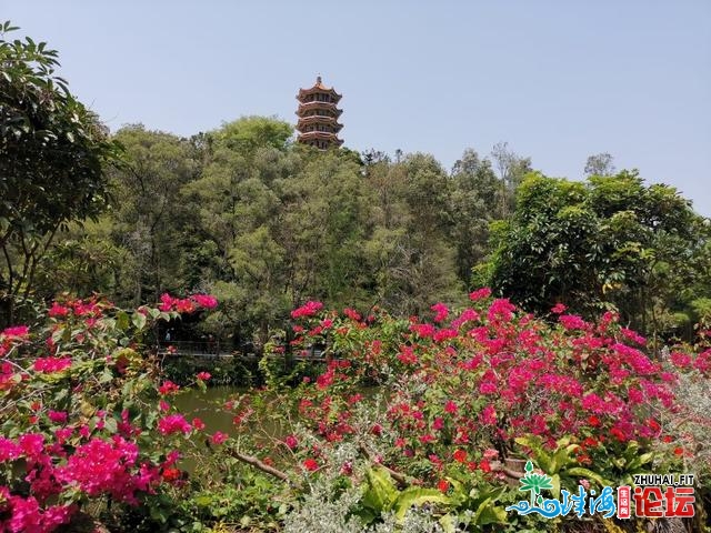 十丈软红 百闻没有如一睹 粤港澳年夜湾区深圳花展散锦-15.jpg