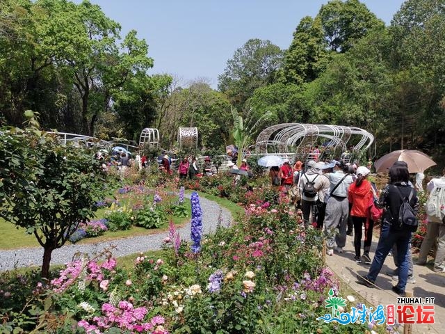 十丈软红 百闻没有如一睹 粤港澳年夜湾区深圳花展散锦-22.jpg