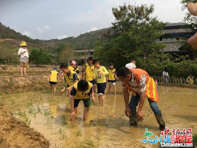 广东惠州举办“循迹东坡秋分躬耕”秋耕插秧主题举动