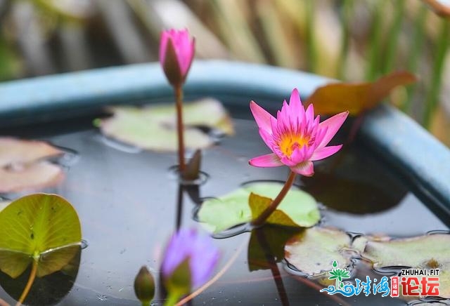 三月就可以看到荷花？北京中山动物园莲花展广受旅客喜爱