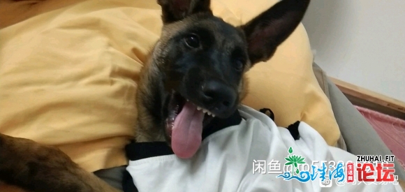 广东肇庆出单血马犬小公,四个多月,,,减个自制,,喜好的19