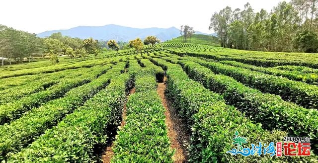 第三届广东柏塘山茶文明节暨惠州市专罗县茶叶财产园推...