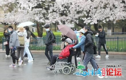 青岛樱花节挨卡热，中猴子园假期尾日纳客6万余人次