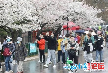 青岛樱花节挨卡热，中猴子园假期尾日纳客6万余人次