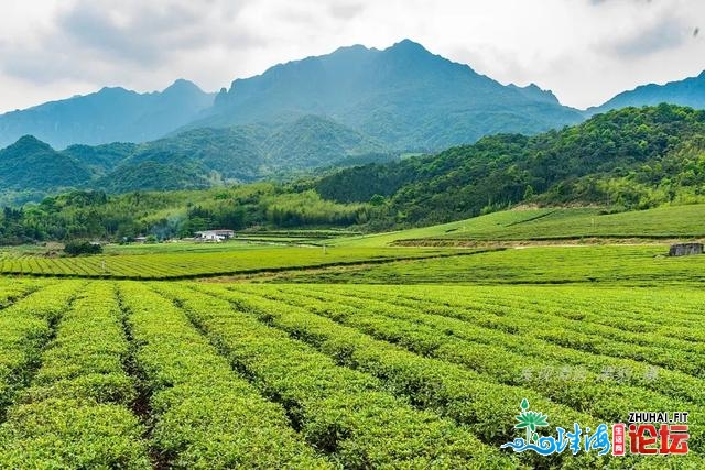 几棵妖素尽好绝壁杜鹃，竟吸收了数万广东驴友前往欣赏