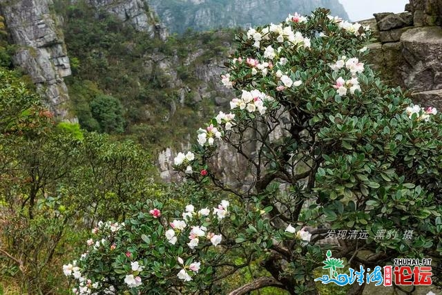 几棵妖素尽好绝壁杜鹃，竟吸收了数万广东驴友前往欣赏