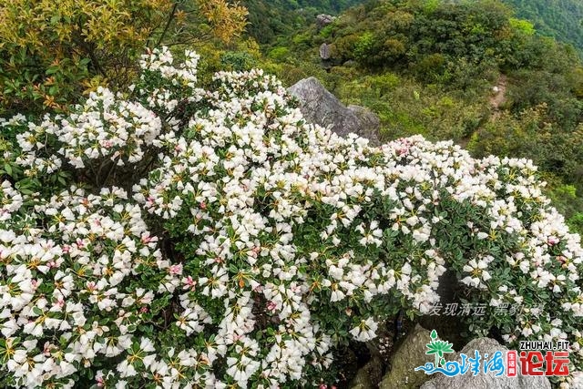 几棵妖素尽好绝壁杜鹃，竟吸收了数万广东驴友前往欣赏