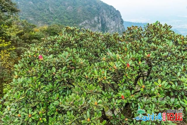 几棵妖素尽好绝壁杜鹃，竟吸收了数万广东驴友前往欣赏