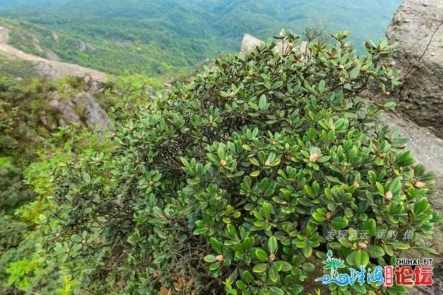 几棵妖素尽好绝壁杜鹃，竟吸收了数万广东驴友前往欣赏