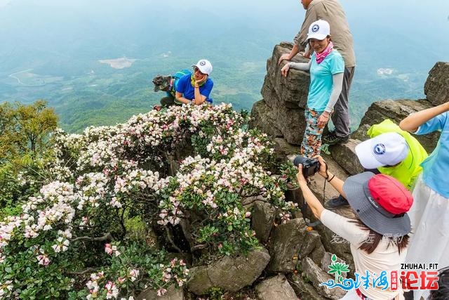 几棵妖素尽好绝壁杜鹃，竟吸收了数万广东驴友前往欣赏