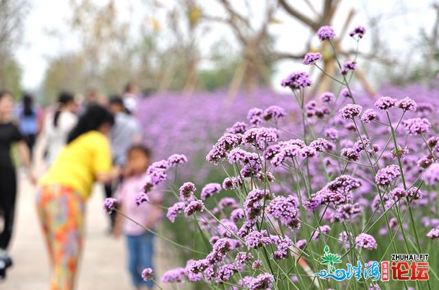 马鞭草着花啦，一片紫色陆地，江门市平易近能够来照相挨卡呦