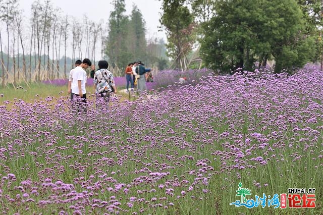 马鞭草着花啦，一片紫色陆地，江门市平易近能够来照相挨卡呦