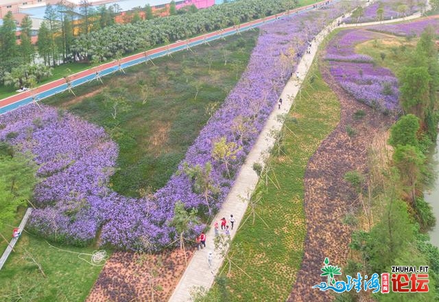 马鞭草着花啦，一片紫色陆地，江门市平易近能够来照相挨卡呦