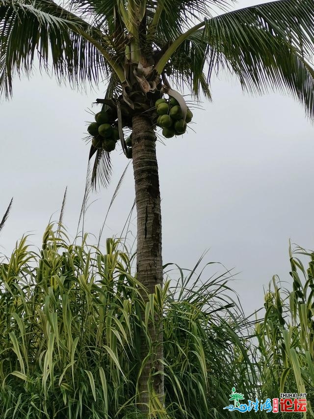 一小我私家的游览—之珠海 率性治走没有做攻略没有问工具