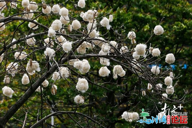 图散｜萌呆了！中山陌头那些树挂谦“棉花糖”