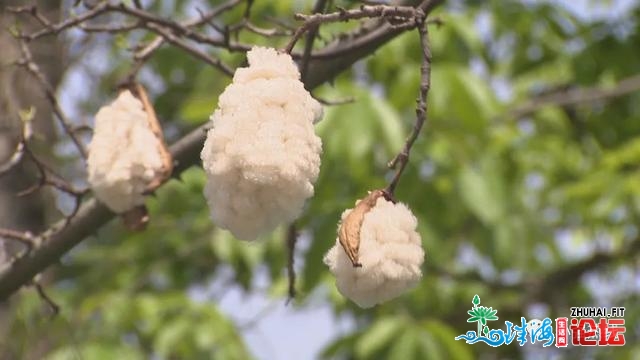 佛山陌头现尽好“棉花糖”！可是那些人万万要留意，没有...