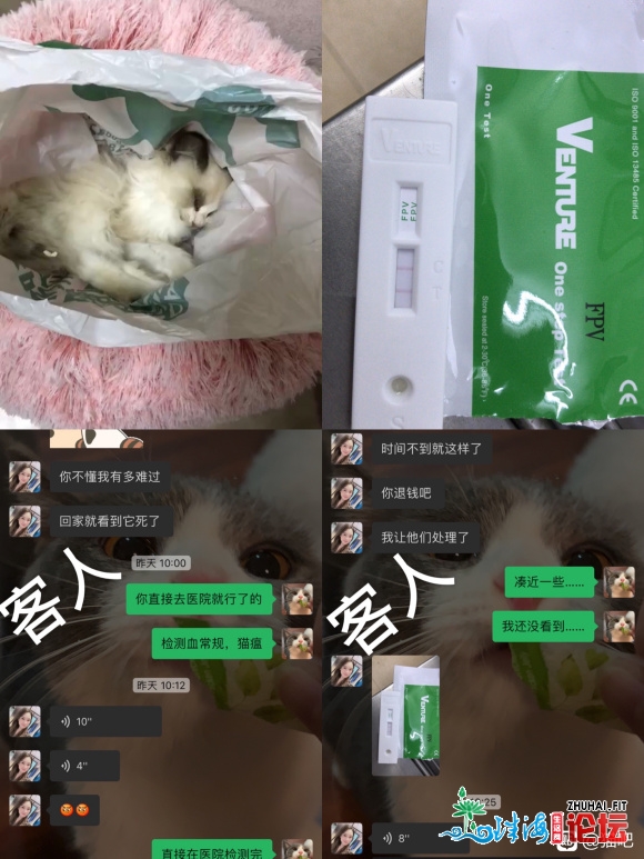 曝光广州蛋黄猫舍卖猫瘟猫不承认