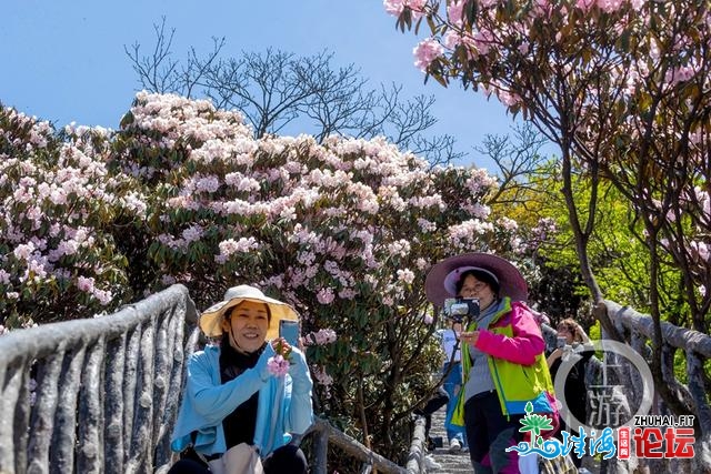 金佛山上杜鹃素 万紫千红迎客去