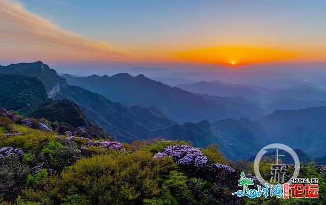 金佛山上杜鹃素 万紫千红迎客去