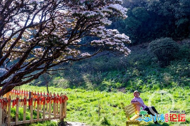 金佛山上杜鹃素 万紫千红迎客去