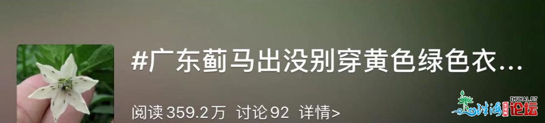 密密层层！广东多天突现大批小乌虫！珠海人要留意...