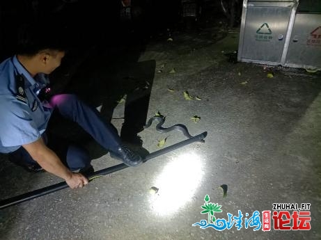 怀散热坑中教惊现眼镜蛇！警哥深夜捕蛇除隐患