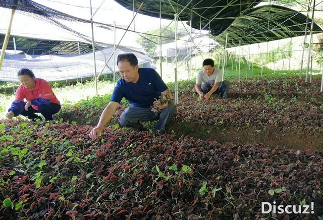 启开莫泽飞：花甲之年把金线莲种正在郊野上动员村落复兴