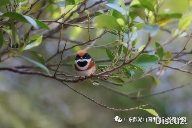 云豹、中华脱山甲……肇庆“躲”着那些珍密死物，您知...