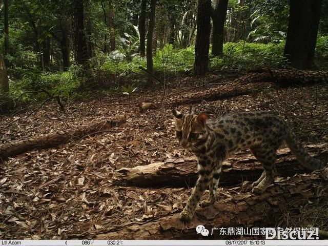 云豹、中华脱山甲……肇庆“躲”着那些珍密死物，您知...