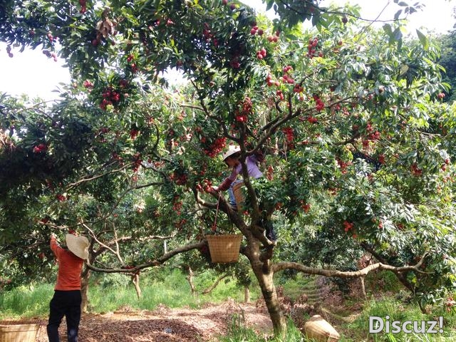 东莞：荔枝飘喷鼻枝头俏，36个采戴面等您“闹”