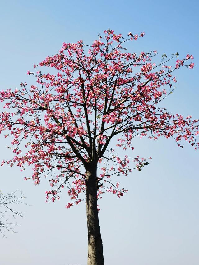 我的路程日志：珠海的花海少廊遨游记-1.jpg