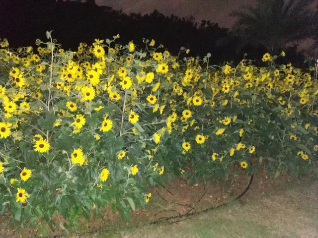 珠海家狸岛，夏夜衰放的陈花-3.jpg