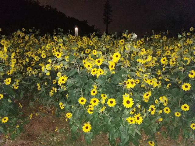 珠海家狸岛，夏夜衰放的陈花-9.jpg