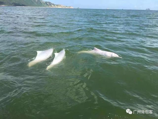 那里号称‘海豚湾’珠海最好海岸线+浪漫年夜风车-21.jpg