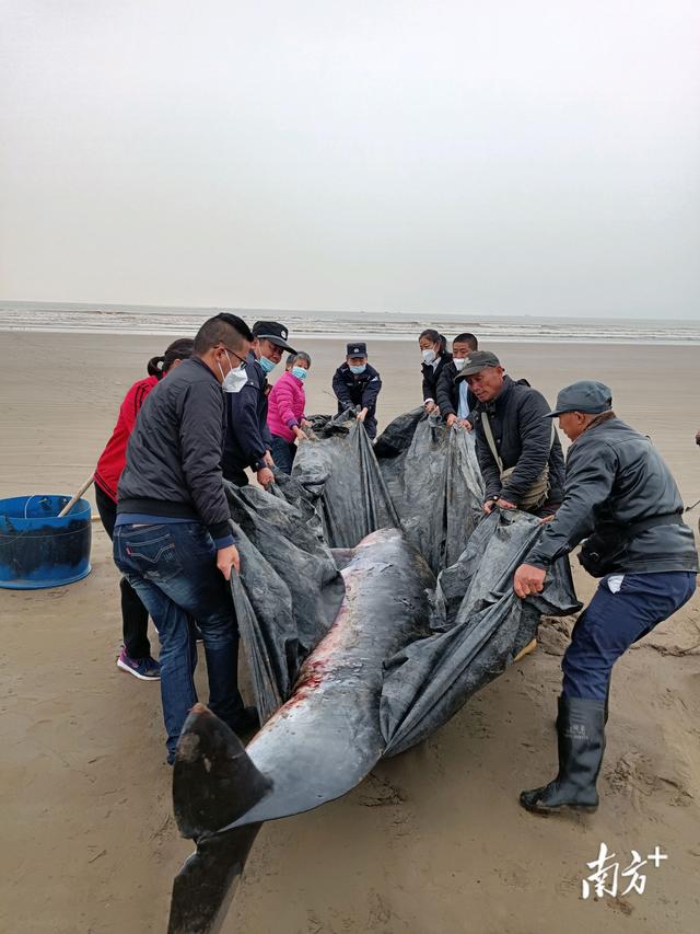 珠海金沙岸发明停顿鲸鱼，警平易近协力助其回回年夜海-2.jpg